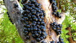 Nn49rNhd-jabuticaba-1152x1536