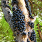 Nn49rNhd-jabuticaba-1152x1536