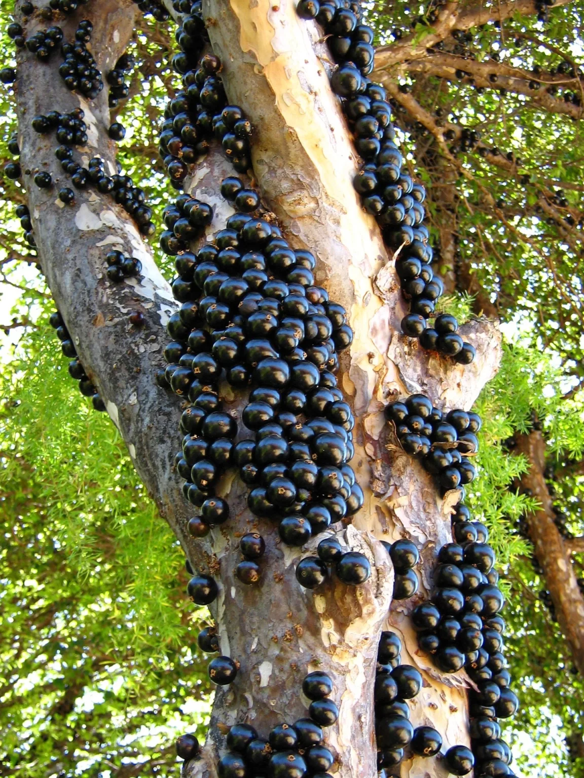 Nn49rNhd-jabuticaba-1152x1536
