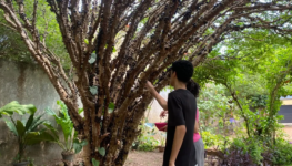 Pomares estão abertos a partir deste sábado, 10 - Foto Bruna Moura de Souza (1)