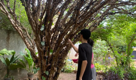 Pomares estão abertos a partir deste sábado, 10 - Foto Bruna Moura de Souza (1)