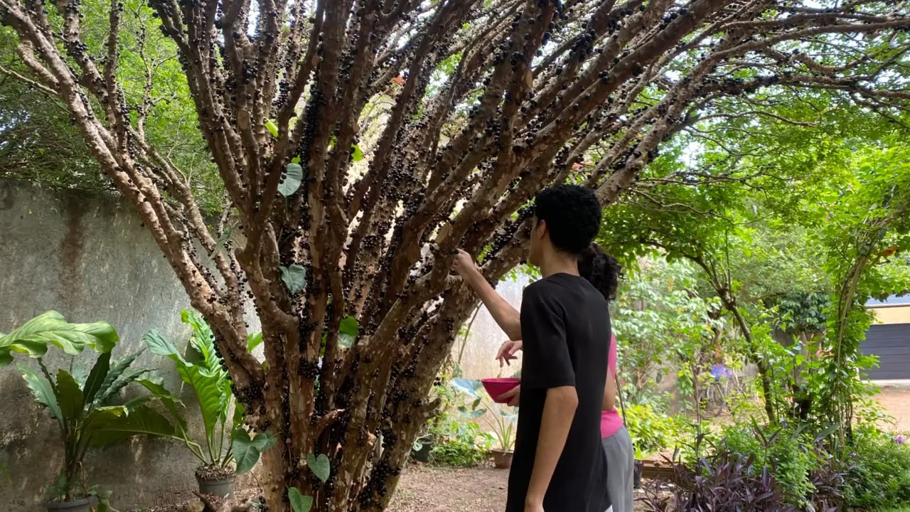 Pomares estão abertos a partir deste sábado, 10 - Foto Bruna Moura de Souza (1)