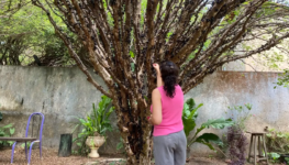Pomares ficam abertos para visitação durante o dia - Foto Bruna Moura de Souza
