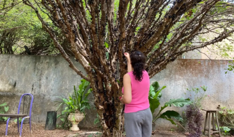 Pomares ficam abertos para visitação durante o dia - Foto Bruna Moura de Souza