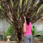 Pomares ficam abertos para visitação durante o dia - Foto Bruna Moura de Souza